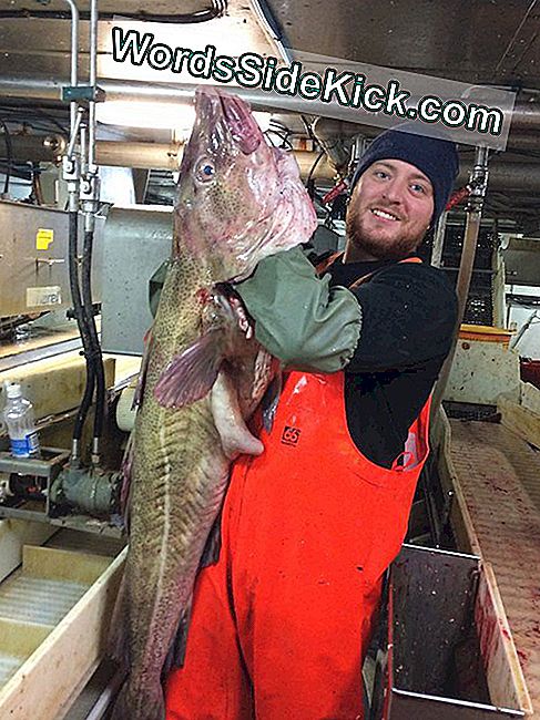 Scott Turns houdt een enorme kabeljauw gevangen uit de wateren nabij Nova Scotia.