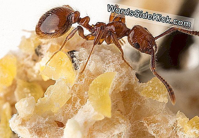 Babyessende Ameisen Benutzen Spionage, Chemische Kriegsführung, Um Kostenlose Miete Zu Erzielen