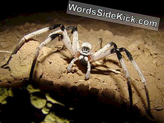 Big Spider Ontdekt In Verdwijnende Zandduinen