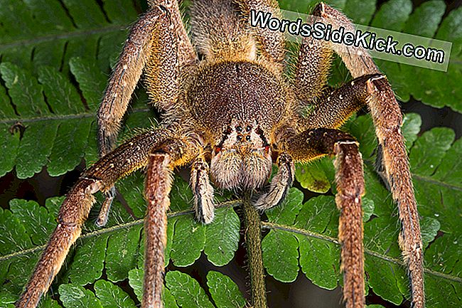 Brazilian Wandering Spiders: Bites & Other Facts