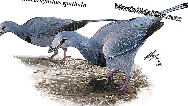 Interpretation eines Künstlers aus der Zeit der Dinosaurier-Ära Archaeorhynchus spathula, etwas größer als eine moderne Taube.