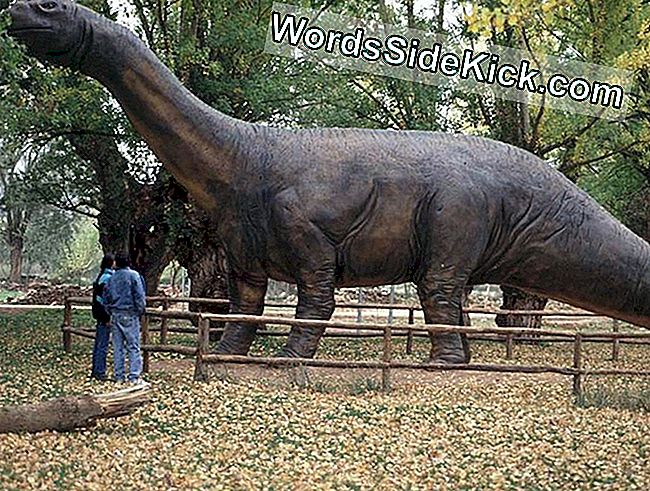 Eerste Dinosaurus Ontdekt In Spanje Is Jonger Dan Gedacht