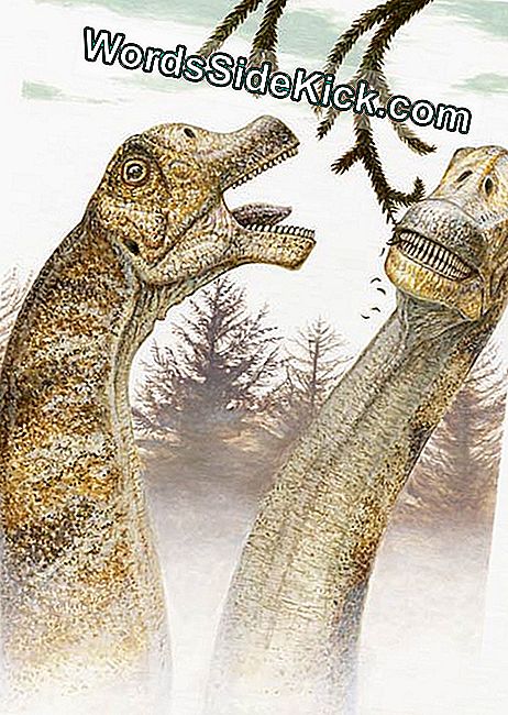 Gutljaj Dinosauri S Dugim Vratom Nisu Smetali Zvakanjem 2021 Zivotinje