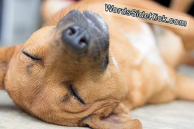 Laat Sleeping Dogs Liegen: Het Helpt Hen Om Herinneringen Te Consolideren