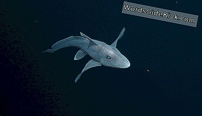 Een ander beeld van de blauwe chimaera met puntige neus op de vide van de top van Davidson Seamount.