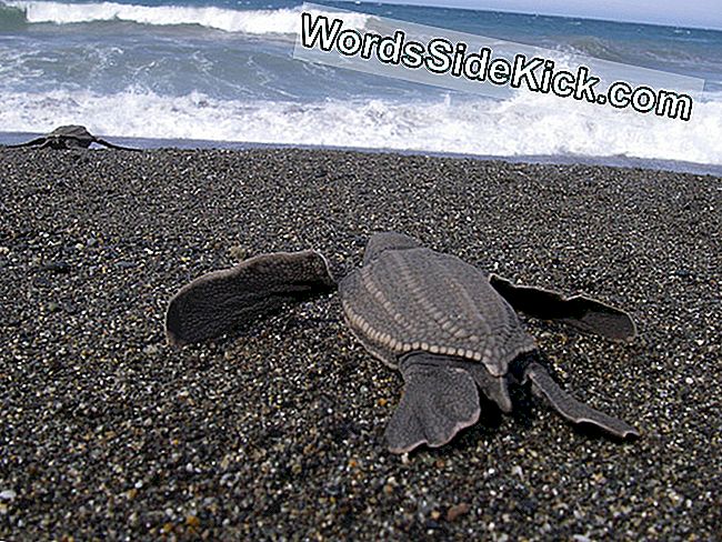 De Alarmerende Achteruitgang Van Pacific Leatherback Turtles Zet Door