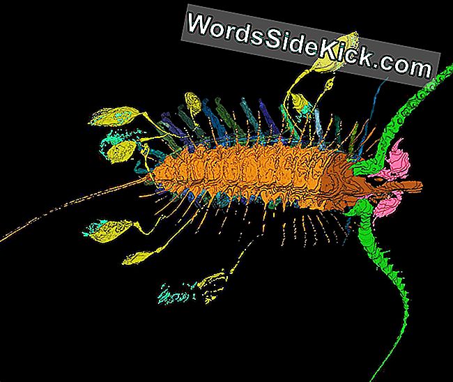 สัตว์ทะเลโบราณ Aquilonifer spinosus ทำให้สุนัขของมันยังอยู่ในช่วงเวลาสั้น ๆ