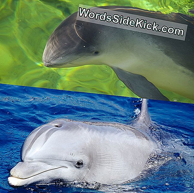 Qual E La Differenza Tra I Delfini E Le Focene 21 Animali
