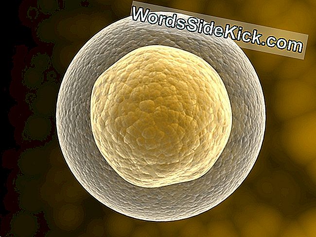 Voor het eerst hebben onderzoekers humane longcellen gemaakt van stamcellen.
