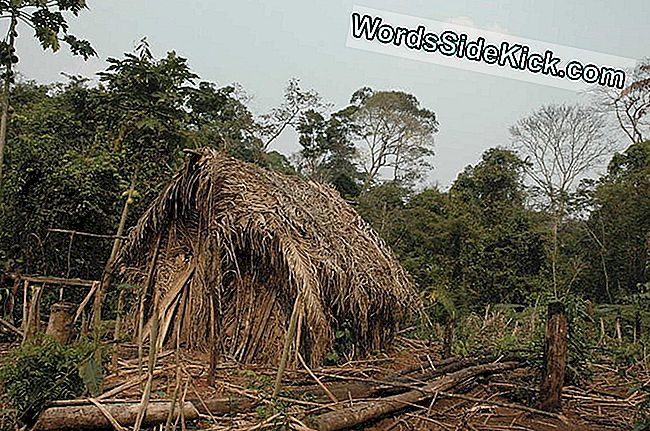 ผ รอดช ว ตคนส ดท ายของเผ า Uncontacted Man Of The Hole ถ กพบใน Amazon 2021 ว ฒนธรรม