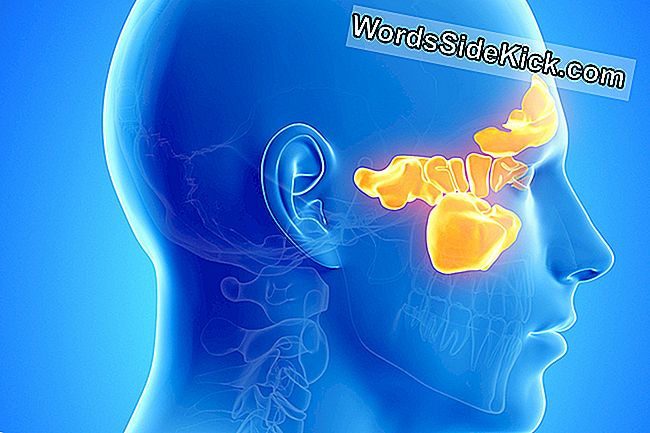 Cavitățile sinusale se întind până în spatele craniului, chiar deasupra cavității bucale, în interiorul pomeților și între ochi și sprâncene.