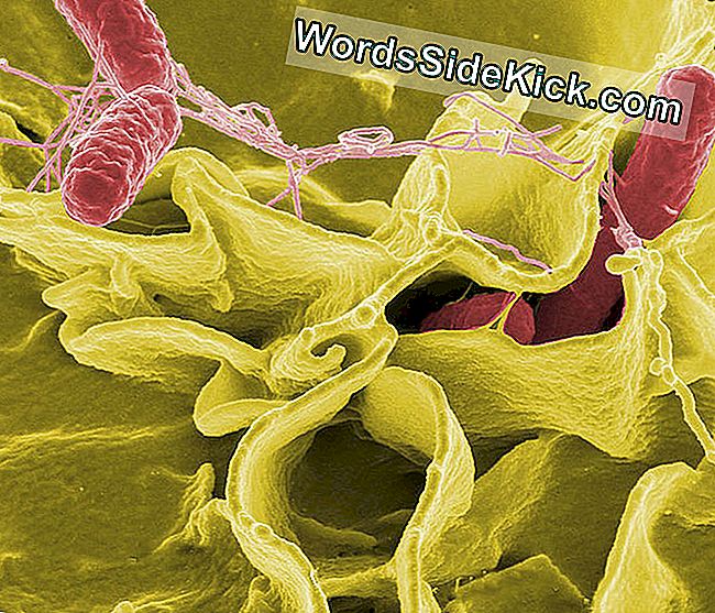 Super Salmonella-Bacteriën Gevonden