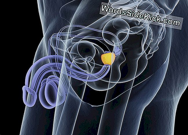 Wat Doet De Prostaatklier?