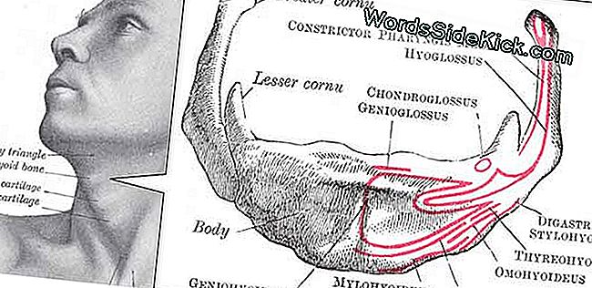 Hoe Het Hyoidebeen Geschiedenis Veranderde