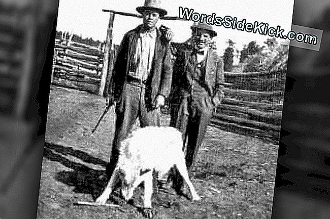 Cacciatore federale H.P. Williams (a sinistra) e un allevatore locale sostengono il Custer Wolf ucciso l'11 ottobre 1920.