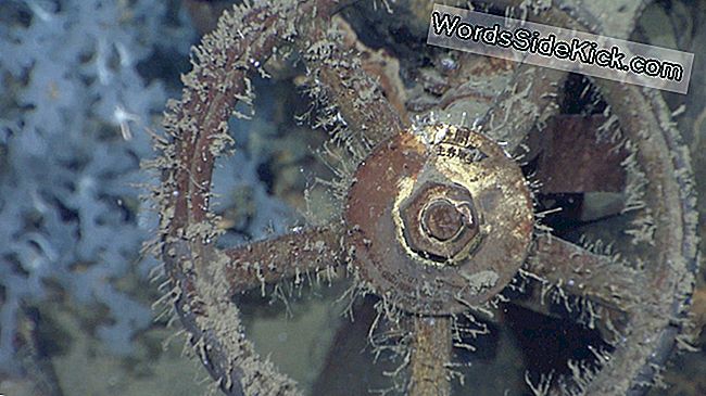 Wwii Shipwreck: Haunting Foto'S Van Het Battleship Musashi'S Remains