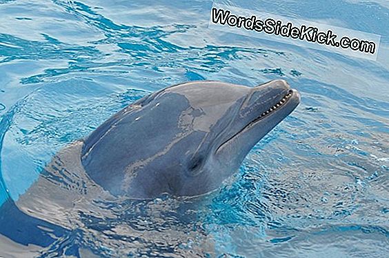 Delfíni Mohou Vidět „Těhotné Ženy“