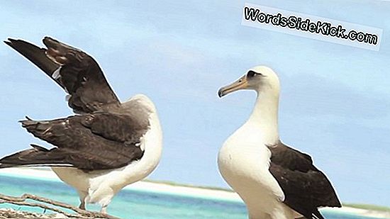 Albatrosses Stoupá Snadněji Na Změnu Větru