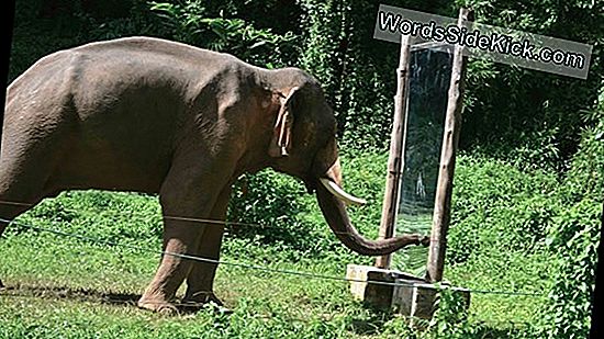 Elephant Self-Awareness Spiegelt Mensen