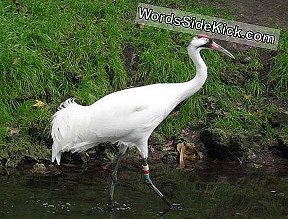 Majestic Whooping Crane Keert Terug Naar National Zoo