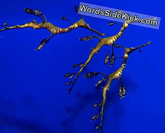 Weedy Sea Dragon Babies Debut Bij Georgia Aquarium