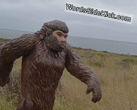 Bigfoot Beschuldigd Voor Vreemde Kreten