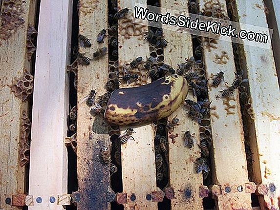 Blue Bananas Surprise Scientists