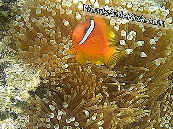 Dancing Nemo: Clownfish Wiggles Do Not Anemone Good