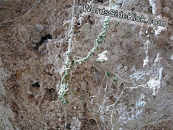 Extreme Microbe Drinks Dew On Spiderwebs To Live