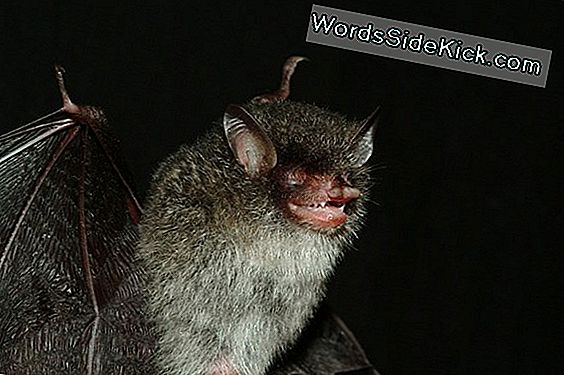 Walking Catfish, Demon Bat Among 126 New Mekong Species