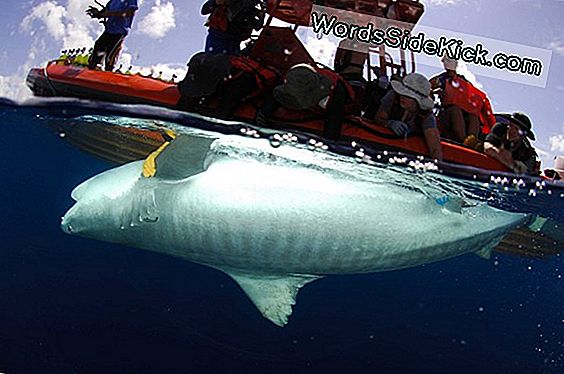 Hawaii Tiger Shark Migration Valt Samen Met Rising In Bites