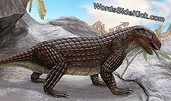 Early Land Creature Had 4 Legs & Crocodile-Like Skull