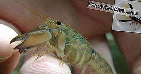 Adorably Tiny Crayfish Discovered (En Het Is Een Kannibaal)