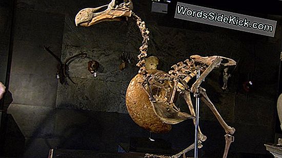 Dodo Bird Skeleton Enthüllt Längst Verlorene Geheimnisse Im 3D-Scan