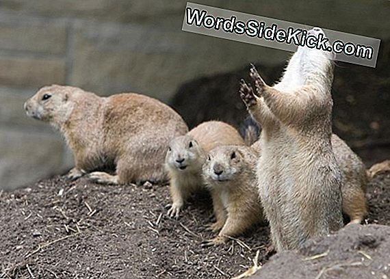 Furry Fans: Why Prairie Dogs Do'S The Wave