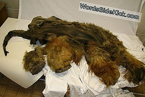 Woolly Mammoth Mummy Levert Goed Bewaarde Hersenen Op