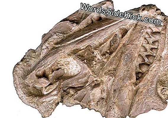 Ancient Reptile With Bizarre Smile Kept Tooth Fairy Druk Bezig