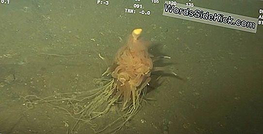 'Spaghetti Monster'? Deep-Sea Critter Heeft Pasta-Achtige Aanhangsels