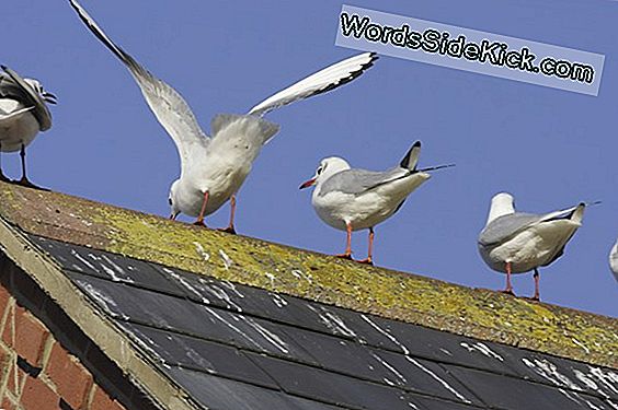 Bird Poop Koelt De Noordpool. Nee, Het Zal Klimaatwarmte Niet Compenseren