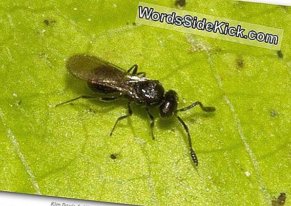 Fairyfly Wasp Prospers Na Het Binnensluipen Van Us