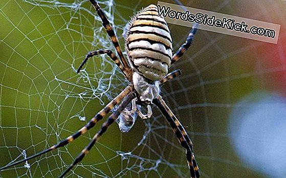 Garden Spiders: Weavers Of Delicate Webs