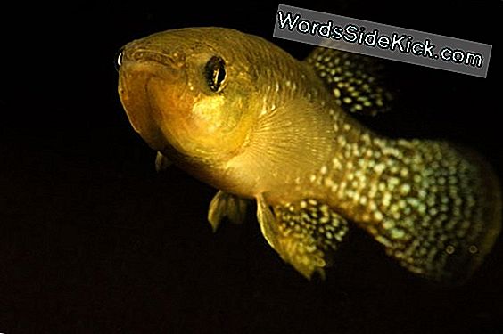 Gulf Killifish Vertoont Gebreken Van De Blootstelling Aan Ruwe Olie