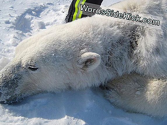 Patchy Polar Bears Puzzle Wetenschappers