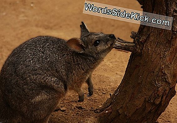 Ruminant Relief: Wallaby Gut Bugs Kan Livestock-Winderigheid Verminderen