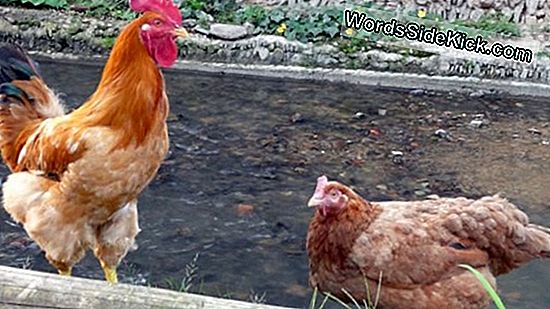 Sex-Change Chicken: Gertie The Hen Wordt Bertie De Cockerel