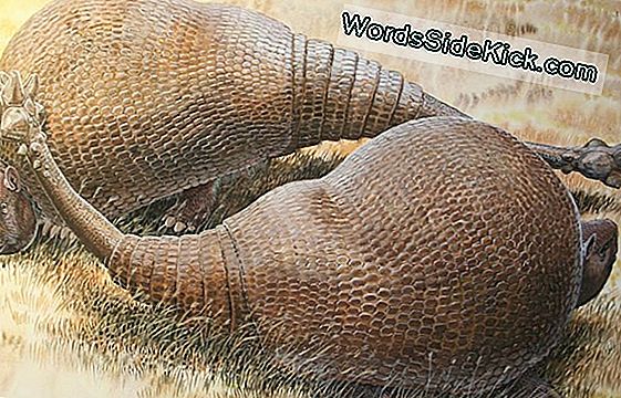 Volkswagen-Size Armored Mammal Is Armadillo Ancestor