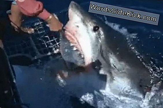 Wild Video: Woman Feeds Great White Shark Met De Hand