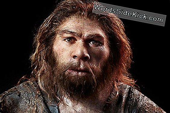 Neanderthalers Droegen Kleurrijke Veren, Stelt De Studie Voor
