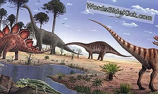 Mesozoic Era Age Of The Dinosaurs 2024 Planeet Aarde