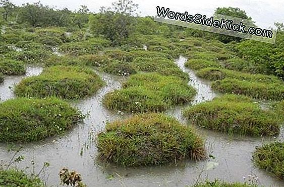 Mysterious South American Mounds Are Made Of Worm Poop